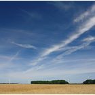 Ein Windpark im Kornfeld