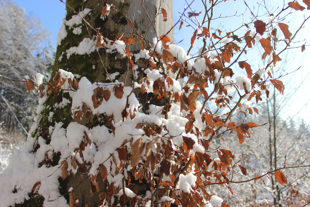 ein Winter