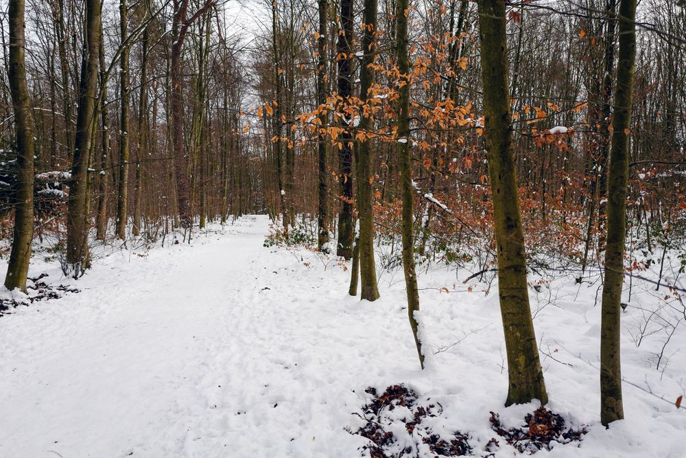 Ein Winter Spaziergang