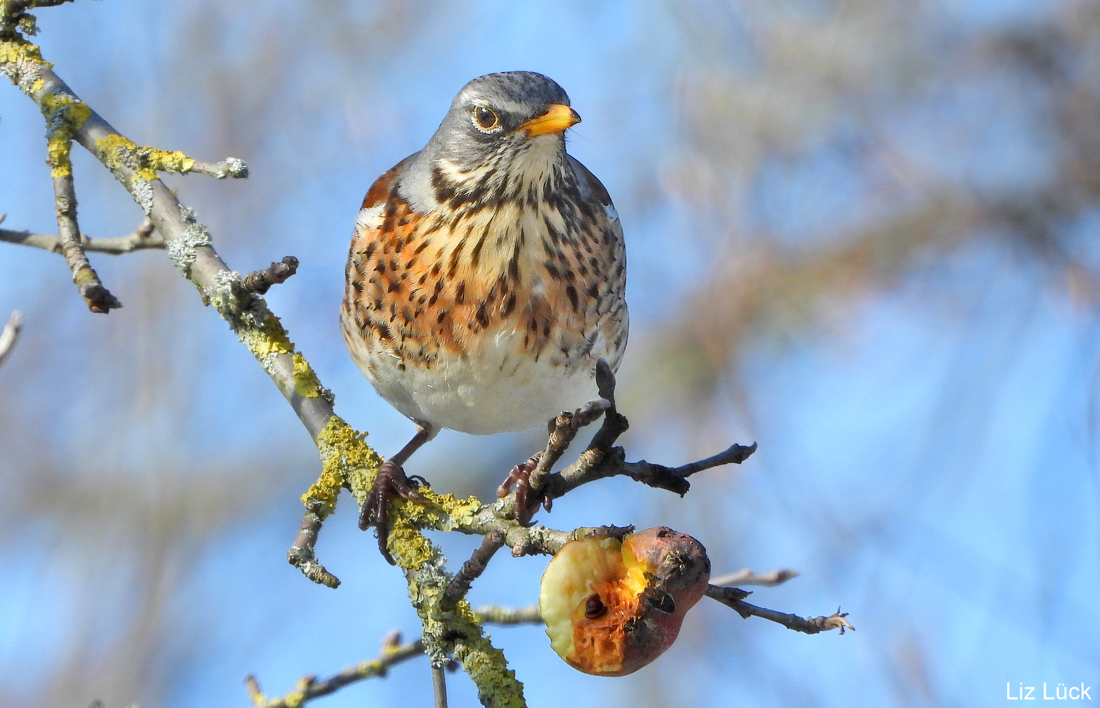 ein Winteräpfelchen