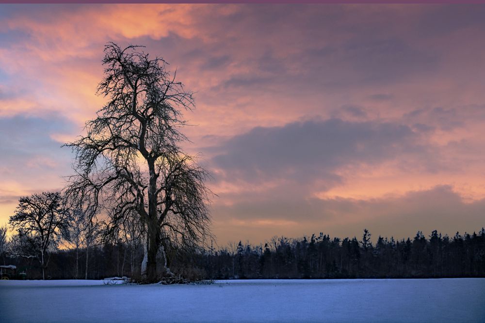 Ein Winterbaum....
