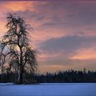 Ein Winterbaum....