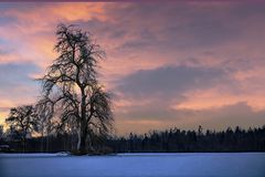 Ein Winterbaum....