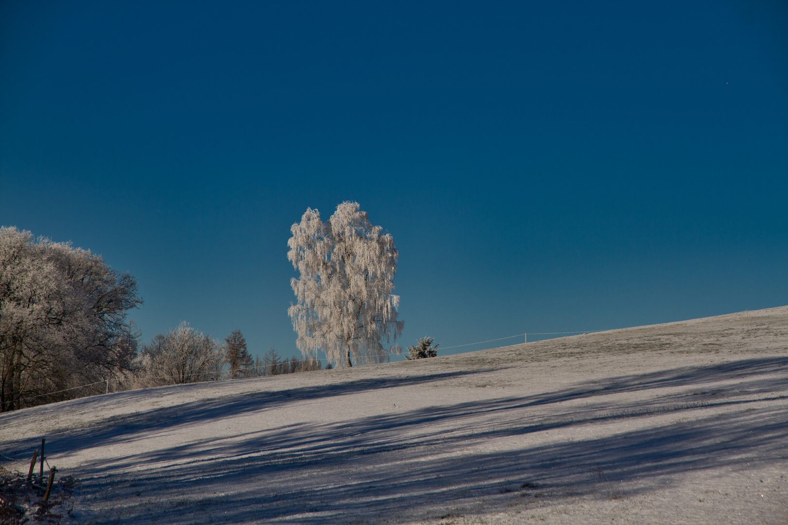 Ein Winterbaum