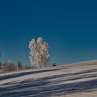 Ein Winterbaum