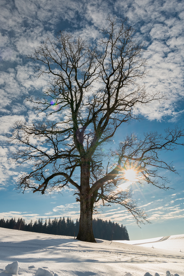 ein Winterbaum