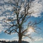 ein Winterbaum