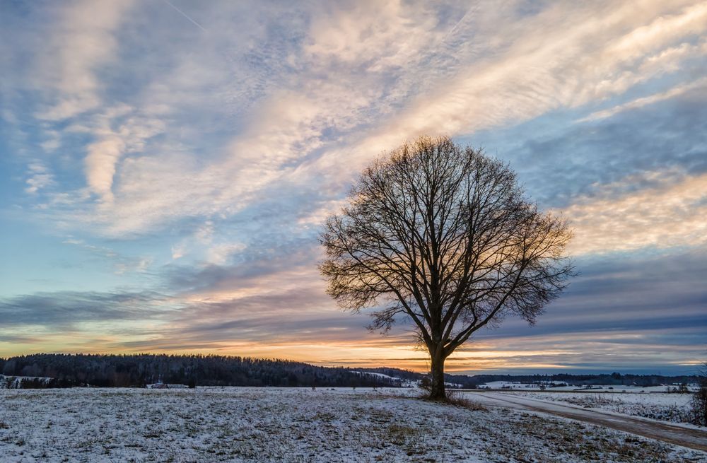 Ein Winterbaum