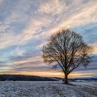 Ein Winterbaum