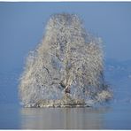 ein winterbaum