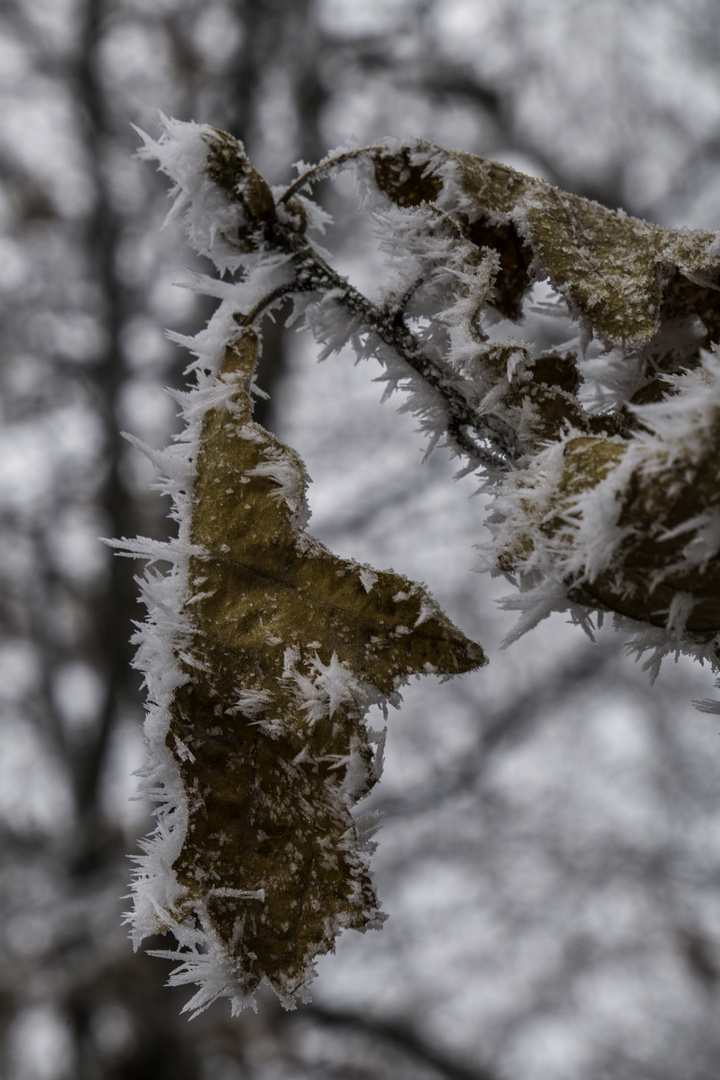 ein Winterbllümchen vom letzten Sonntag