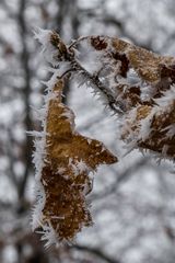 ein Winterbllümchen vom letzten Sonntag