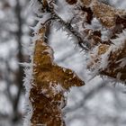 ein Winterbllümchen vom letzten Sonntag