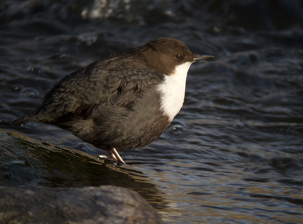 ein Wintergast