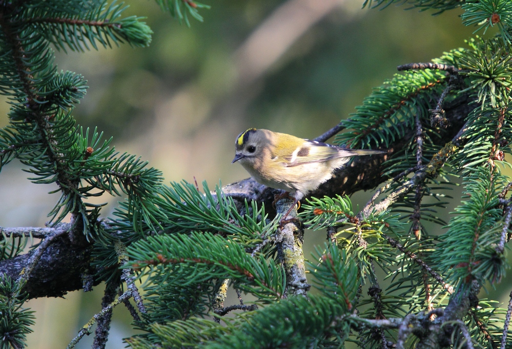 Ein Wintergoldhähnchen