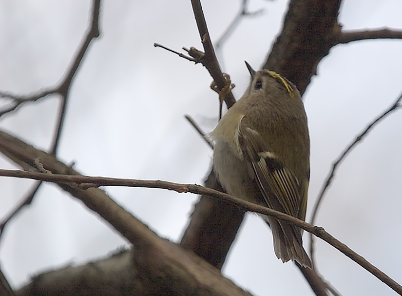 Ein Wintergoldhähnchen