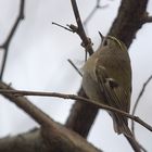 Ein Wintergoldhähnchen