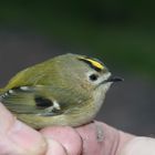 Ein Wintergoldhaehnchen - traurig, traurig