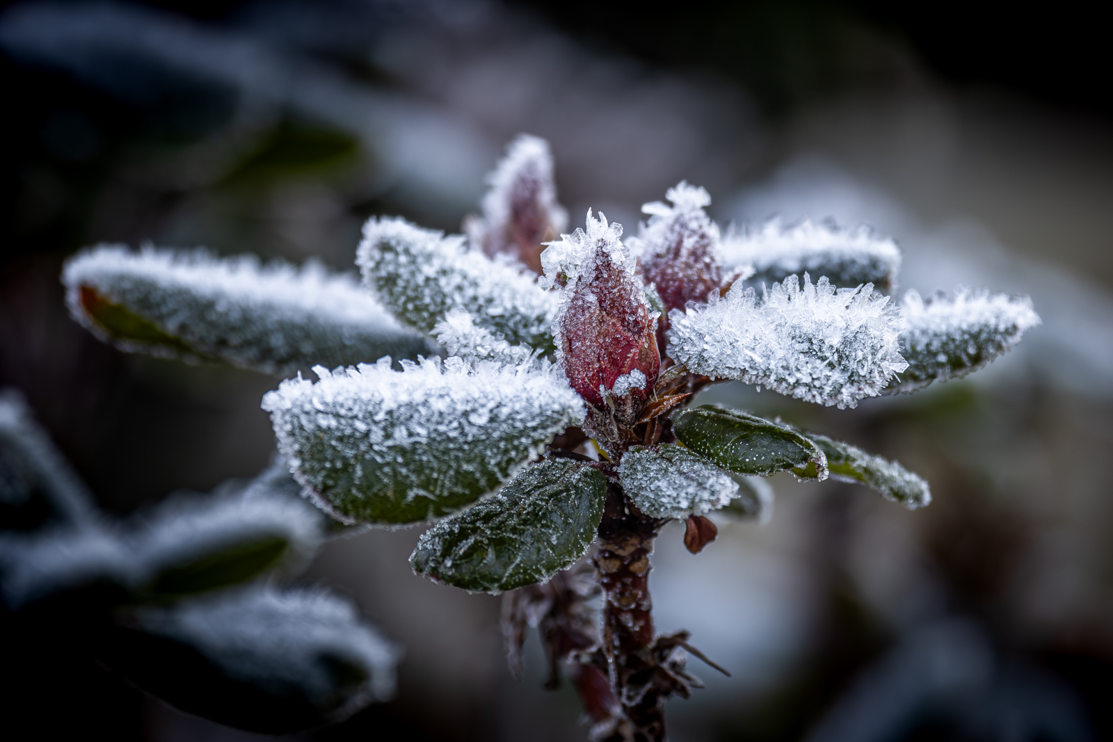 Ein Wintergruß