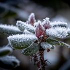 Ein Wintergruß