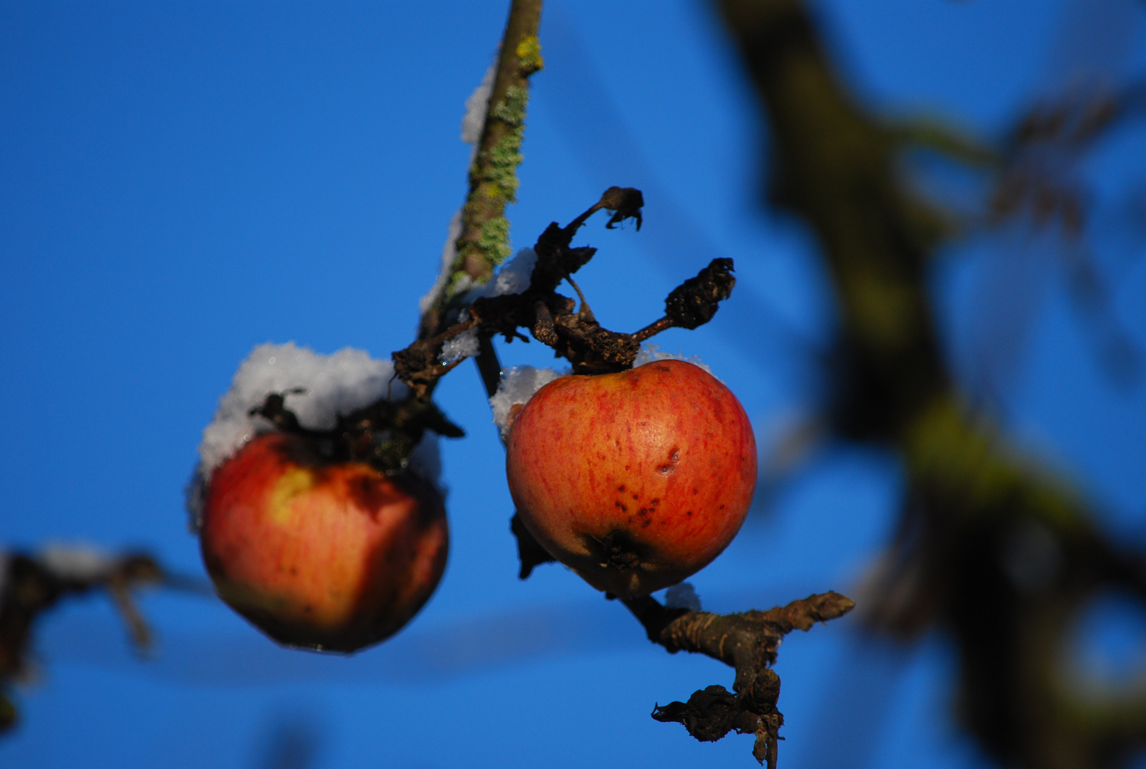 ein winterlicher Apfel :-))