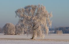 Ein winterlicher Baum