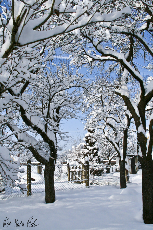 Ein winterlicher Garten