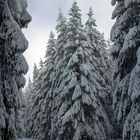 Ein winterlicher Gruß