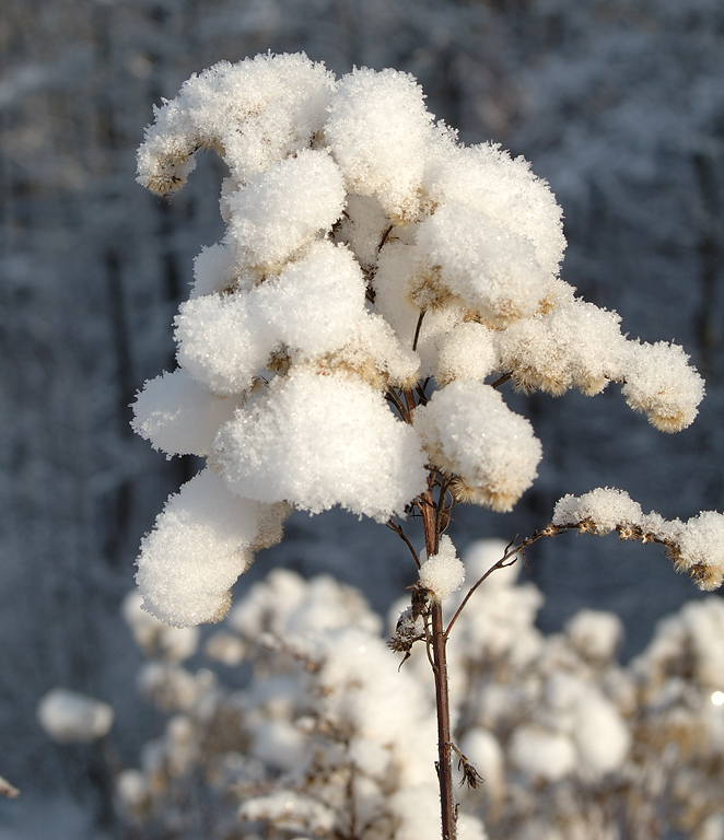 Ein winterlicher Gruß aus dem Kölner Königsforst-1