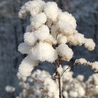 Ein winterlicher Gruß aus dem Kölner Königsforst-1