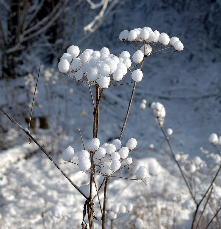 Ein winterlicher Gruß aus dem Kölner Königsforst-2