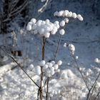 Ein winterlicher Gruß aus dem Kölner Königsforst-2