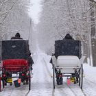 Ein winterlicher Gruss aus Wien