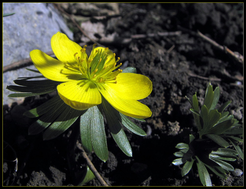 Ein Winterling / Eranthis hyemalis