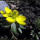 Ein Winterling / Eranthis hyemalis