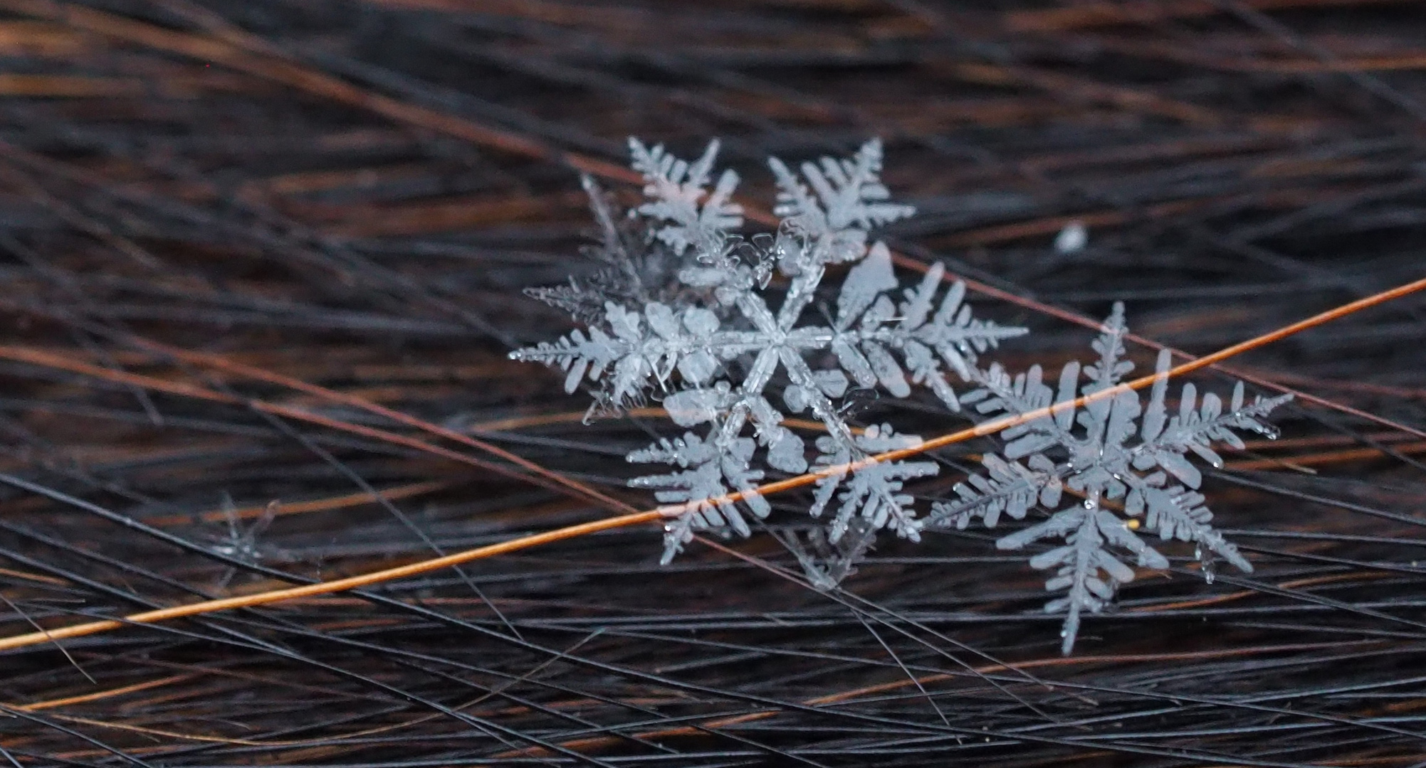 ein Wintermärchen