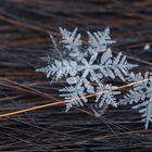 ein Wintermärchen