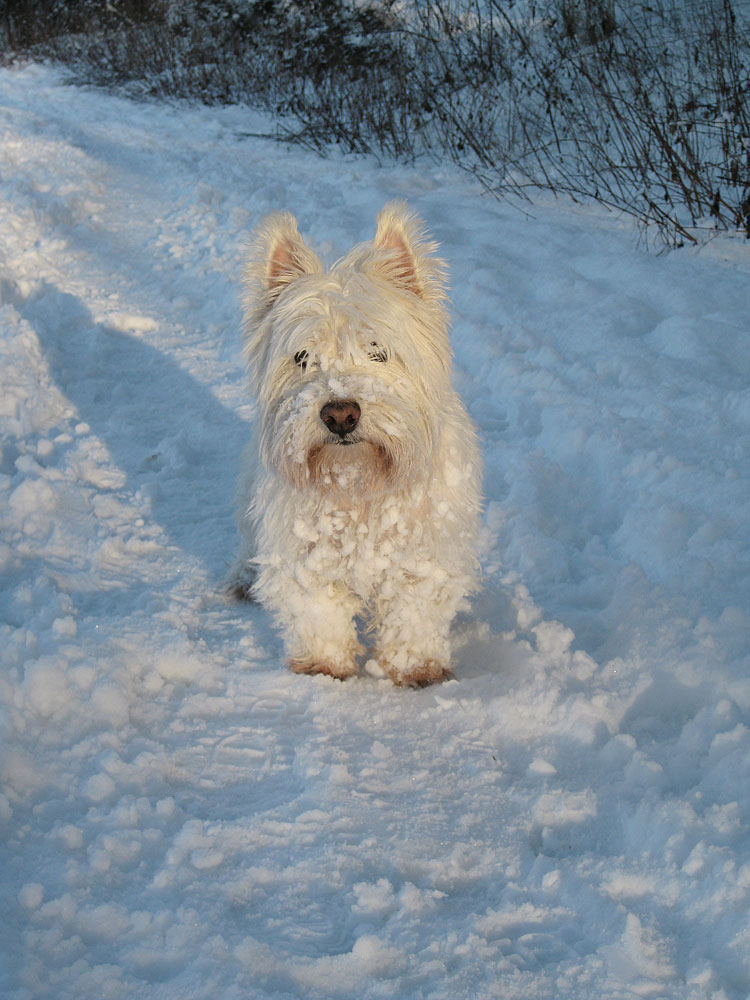 Ein Wintermärchen