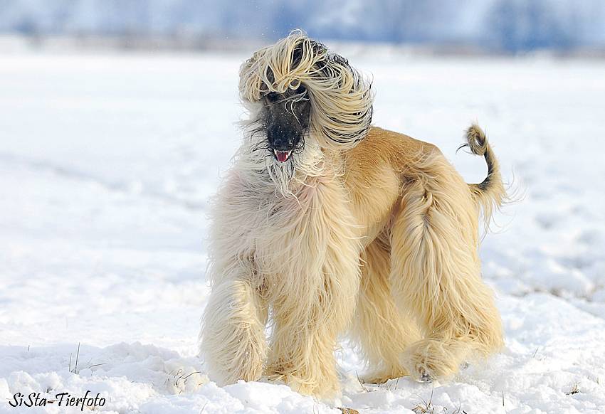 Ein Wintermärchen