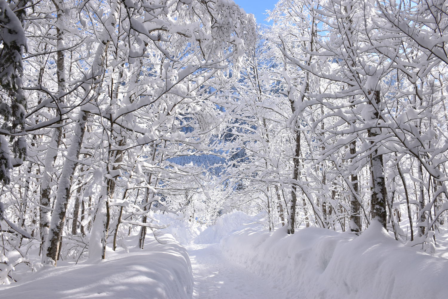 Ein Wintermärchen I_8644