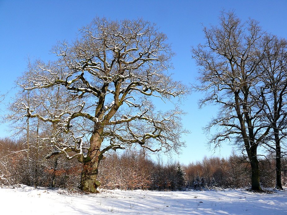 Ein Wintermärchen: Schnee, Sonne, blauer Himmel, tolle Bäume und ...