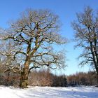 Ein Wintermärchen: Schnee, Sonne, blauer Himmel, tolle Bäume und ...