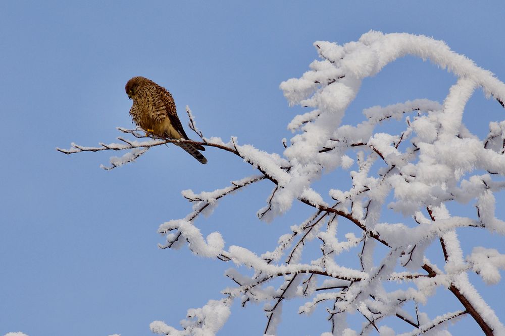 Ein Wintermärchen…IV 