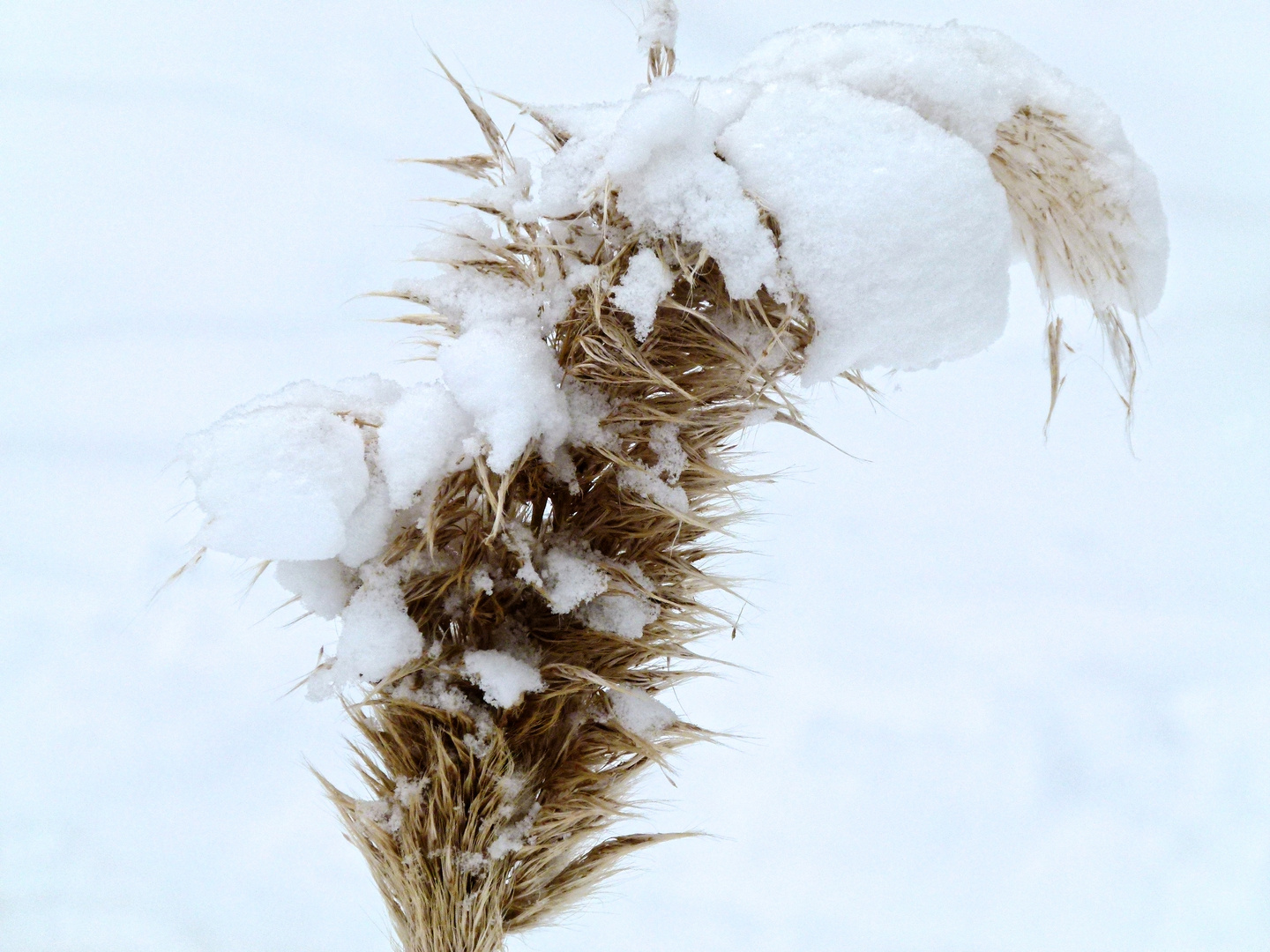 Ein Wintermakro