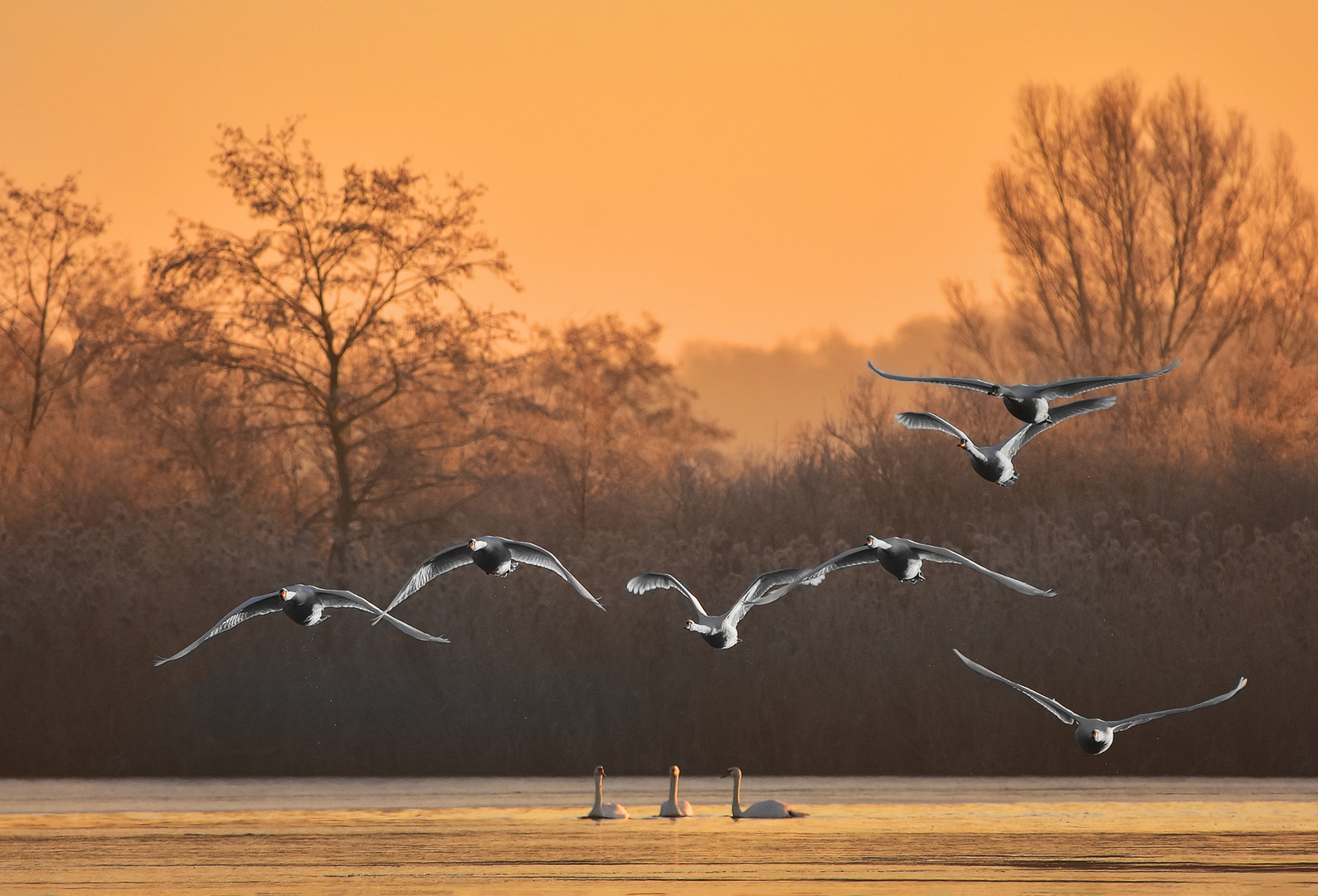 Ein Wintermorgen an der Havel