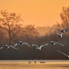 Ein Wintermorgen an der Havel