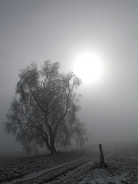 Ein Wintermorgen im Reinhardswald
