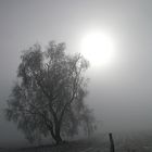 Ein Wintermorgen im Reinhardswald
