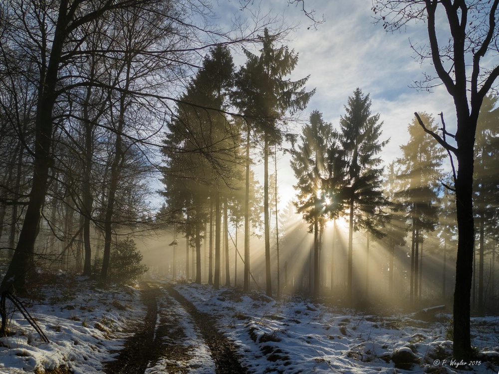 .. ein Wintermorgen im Wald...