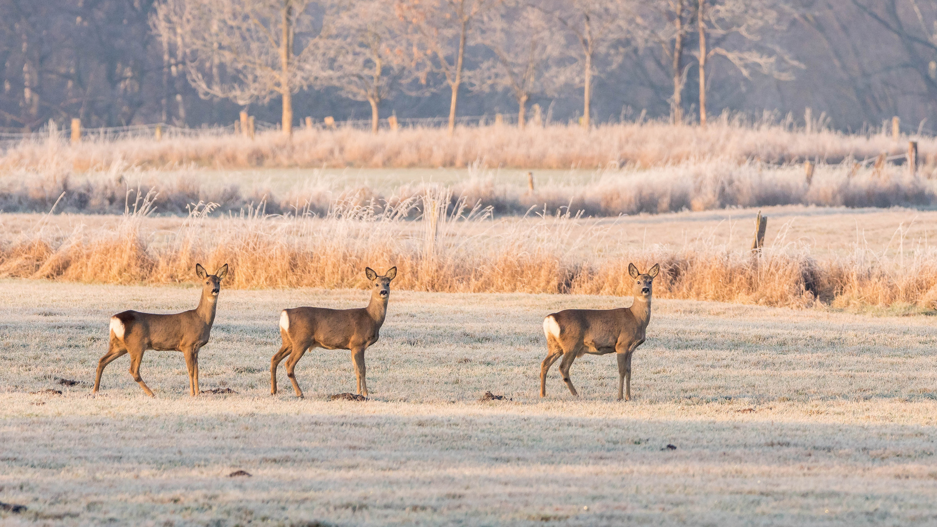 ein Wintermorgen in den Ruhrauen